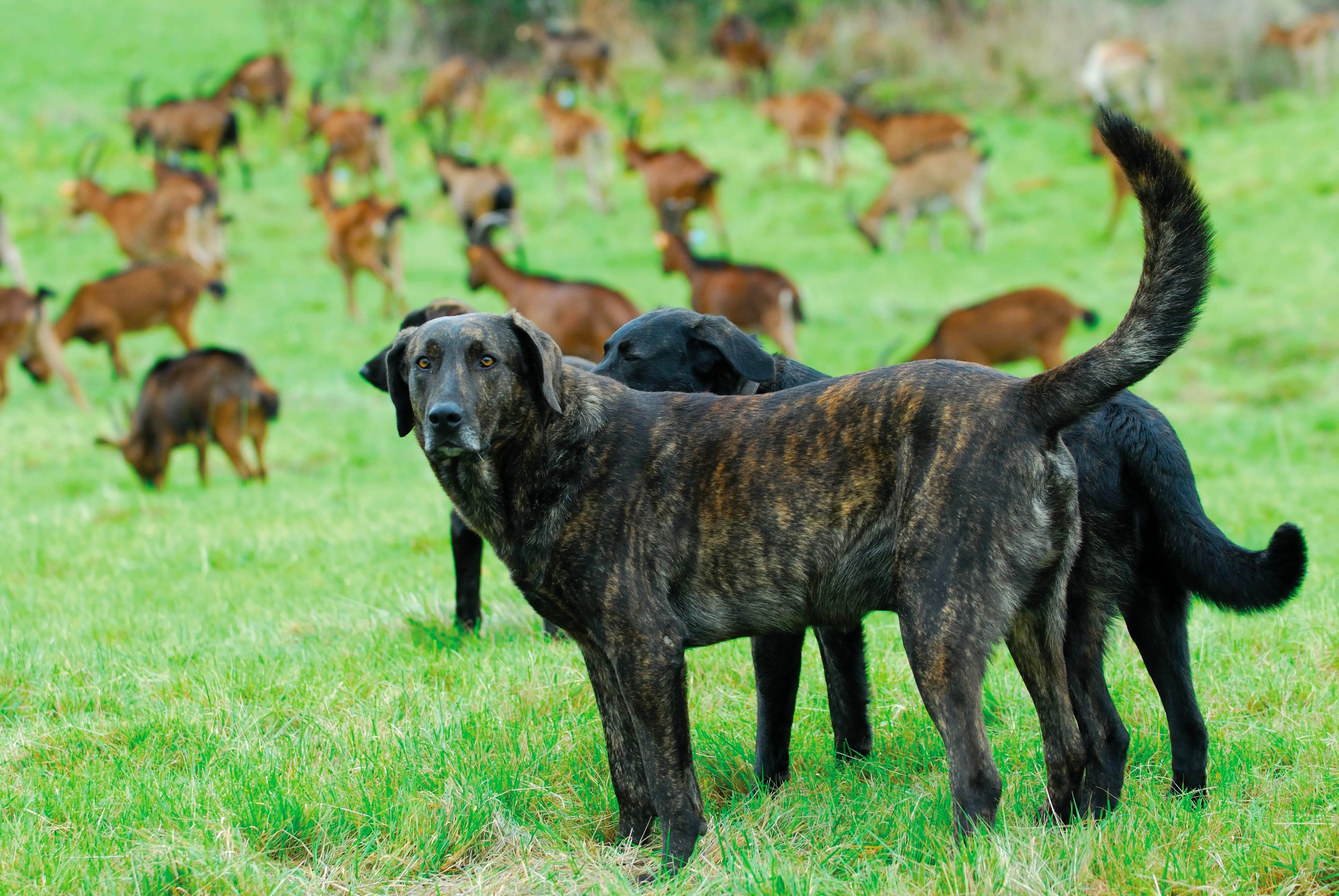 Livestock Guardian Dog
